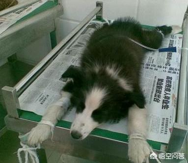边境牧羊犬怎么养:养边境牧羊犬好吗？养它要承受什么样的事情？
