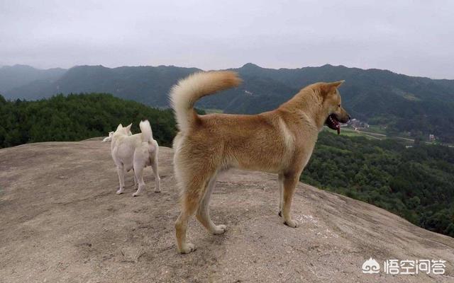 世界名犬介绍及图片:世上忠诚度最高的犬种是哪种狗？为什么？
