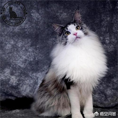 挪威森林猫凶吗:为何说猫除了人类就没有天敌了？