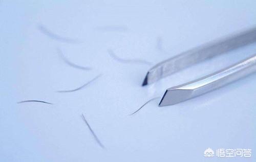 耳螨:痒痒痒！毛孩子患了耳螨到底怎么办？