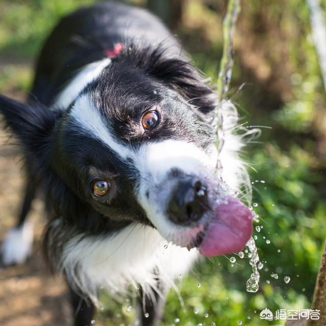 边境牧羊犬的图片上传:饲养边牧有哪些误区不能踩？