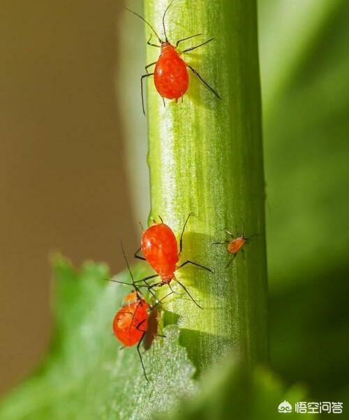牙虫长什么样，蚜虫分黄蚜，绿蚜，黑蚜等，什么样蚜虫难防治？