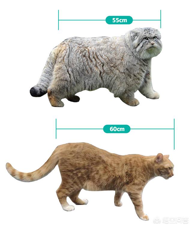 美洲长尾虎猫 价格:除了人类以外，基本没有天敌的动物是什么？