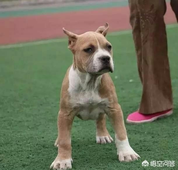 锦州宠物狗的品种及价格:斯塔福犬怎么样，幼犬价格多少钱？为什么？