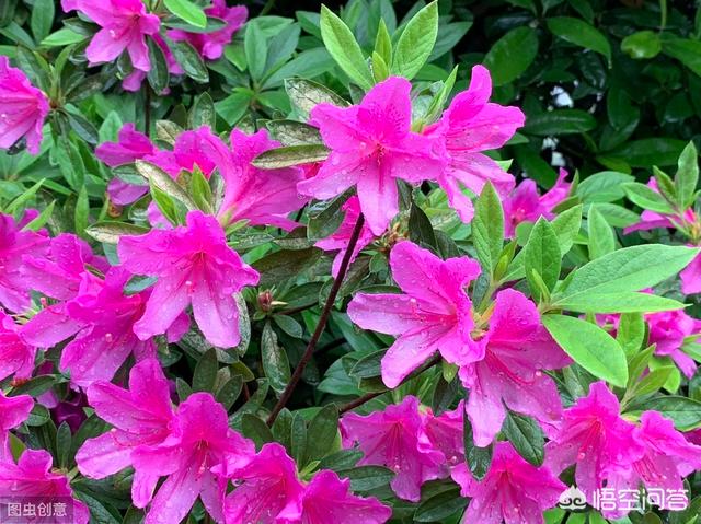 双色茉莉为什么会变色:杜鹃花开花颜色变浅是什么原因？