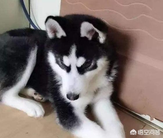 hashiqi壁纸:哈士奇呕吐的原因有哪些？怎么办？