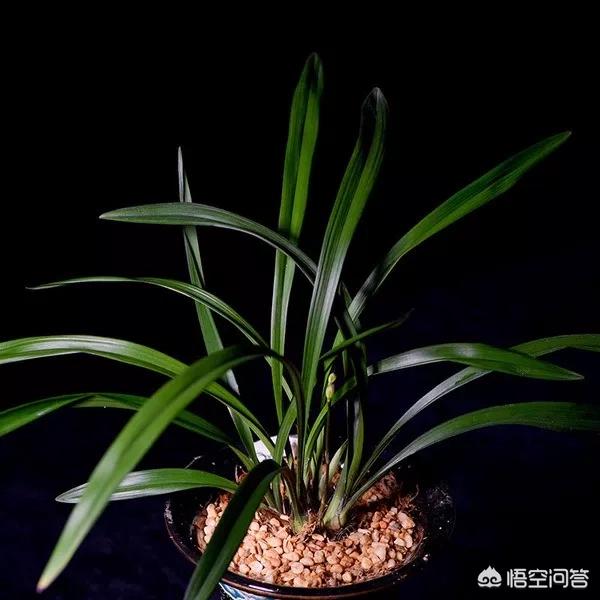 建兰:建兰该怎么养？多久才能开花？