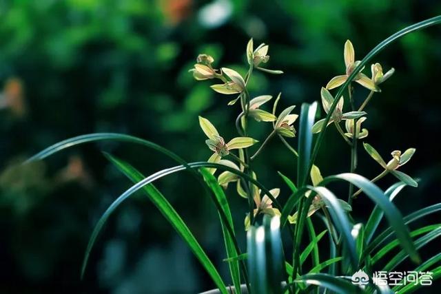 建兰:建兰该怎么养？多久才能开花？