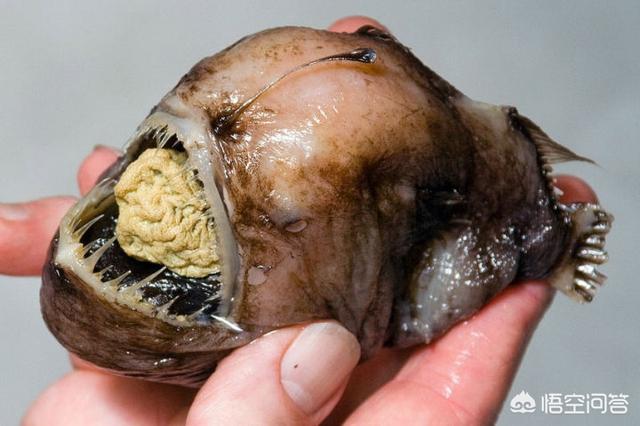 南非犰狳蜥蜴黑色:世界上最恐怖的动物是什么？ 南非犰狳蜥