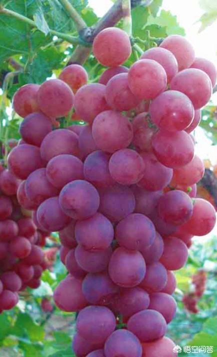 冰葡萄种植技术大全:种植冷棚葡萄，怎么才能增大葡萄单个果粒的重量？