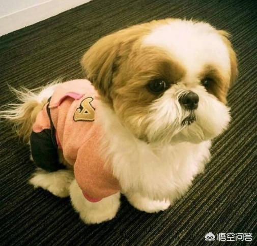 西施犬说明文:西施犬有泪痕算不算病，西施犬泪痕是病吗？