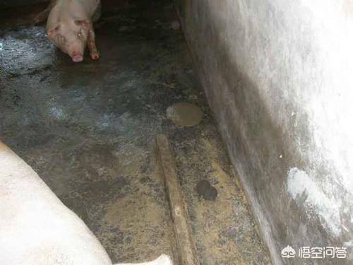 食欲减退大便出血:食欲减退大便习惯改变 一窝二百斤的猪几天不吃，有个别大便带血，体温正常是怎么回事？