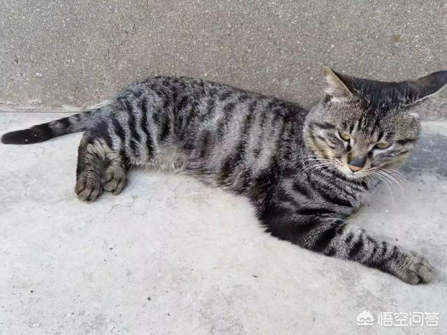 狸花猫的野性有多大？插图28