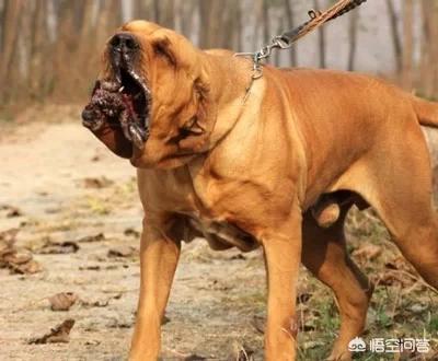 那不勒斯獒的体型:世界上最可怕的四大獒犬是哪些狗？为什么？