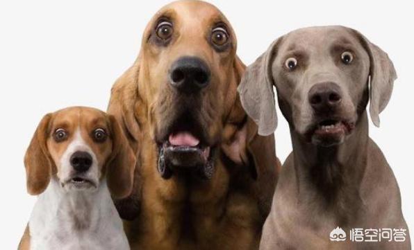 犬界中,有哪些狗狗的体型是非常大的？