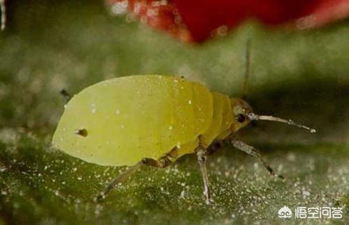 花生黑蚜虫怎么防治:花生白色腻虫是什么原因？