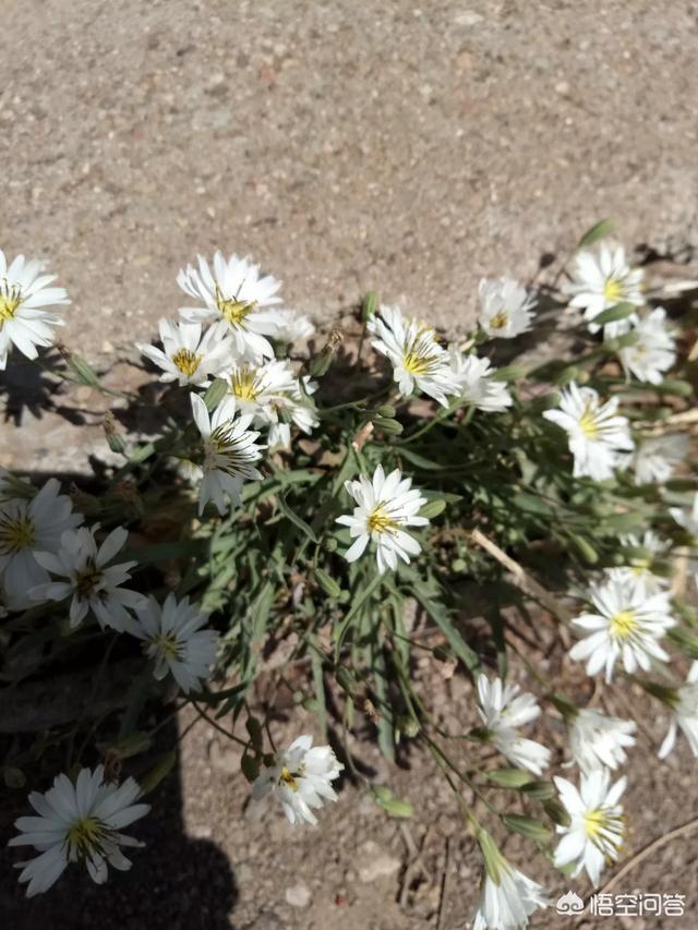 曾经那些地里摘的野菜,现在还想念吗？