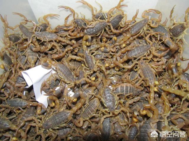 泰国蜈蚣养殖骗局:养殖业当中存在着哪些已经被揭露的骗局？