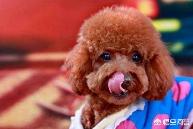 犬爱:对于爱狗人士无底线爱狗，你有什么看法？ 犬爱主题曲