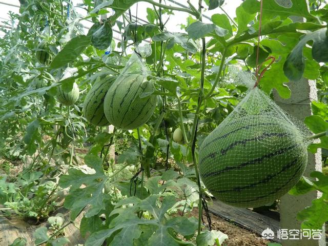西瓜蚜虫怎么防治:栽培西瓜怎样防治小地老虎、瓜蚜和黄守瓜等病虫害？