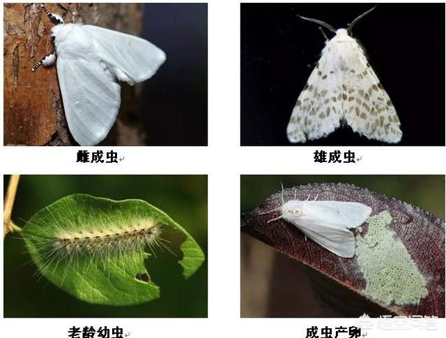 农药百灭宁:花生田有吐丝子用什么农药打？