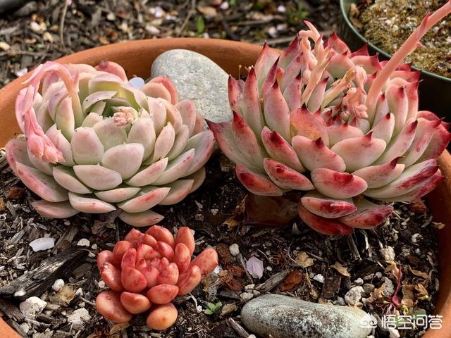 花土里加火山石:轻石与植金石相比，哪个用来养兰花比较好？