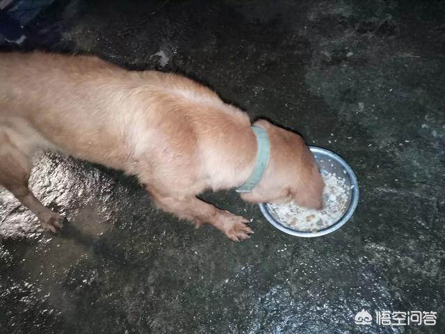 罗得西亚背脊犬和斗牛犬打架:大型犬和小型犬哪个更凶？