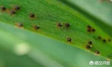 大凌河景区出现大量剧毒金丝蛛，红蜘蛛对玉米有什么危害，该如何防治？