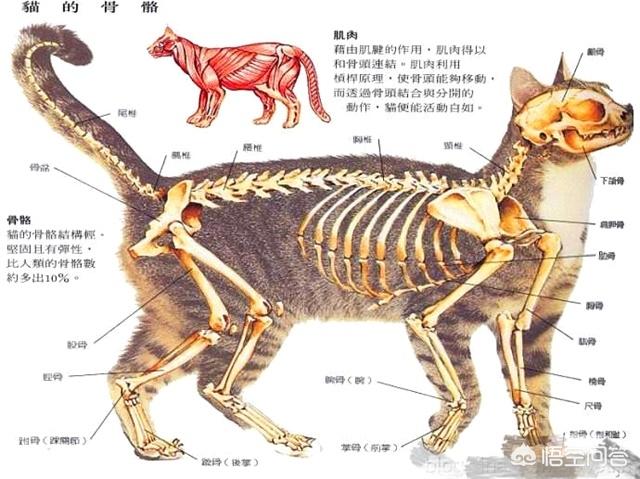 狞猫能打过狼吗:一个成年人有一把刀和一条成年狼，野外相遇谁能赢？