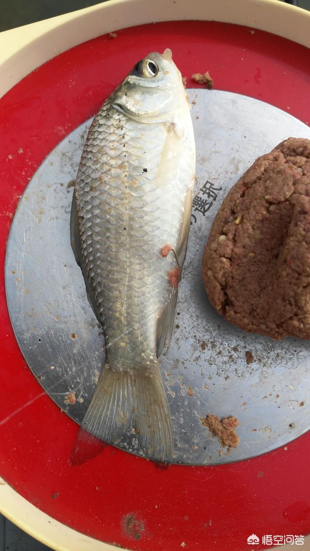 鮣鱼吃什么食耳:钓鲫鱼为什么要用商品饵不用小黄面？