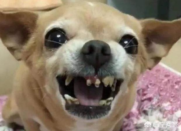 小可爱是什么狗:什么狗狗是比较小气爱吃醋的？