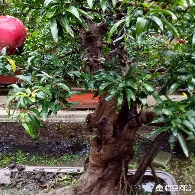 枣庄的石榴花几月开:枣庄附近有看花的好地方吗？
