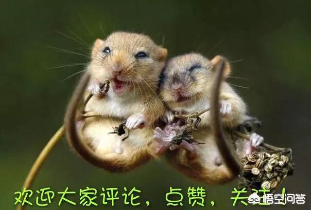 猫和老鼠动画片猫弹钢琴:《猫和老鼠》如果出了电影，你会去看嘛？