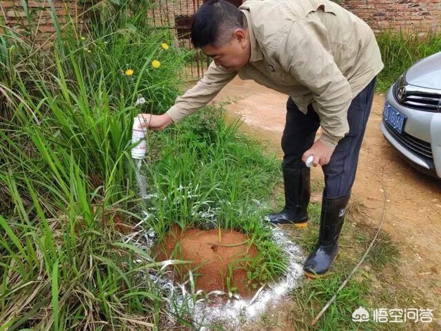 真鳄龟幼苗开箱视频:红火蚂蚁是怎么来到海南的？ 鳄龟开箱视频大全