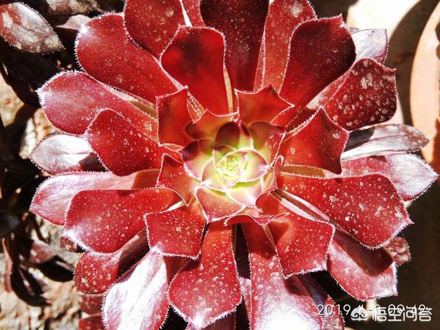 魔南景天可以降血脂吗:夏天最容易挂的多肉是什么？