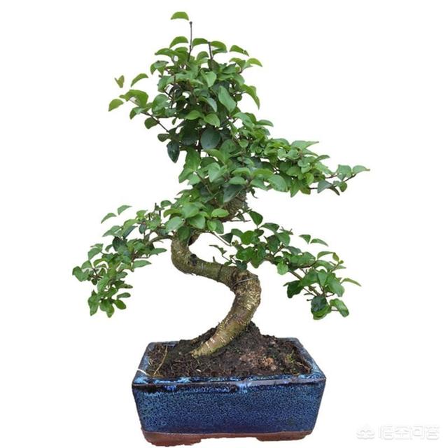 微型小叶女贞老桩盆景:小叶女贞盆景叶尖焦枯是什么原因？