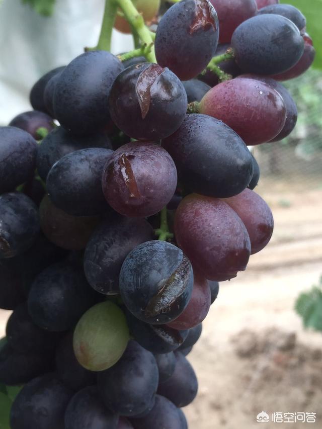 头条问答 - 雨后葡萄裂果是什么原因?(2个回答)