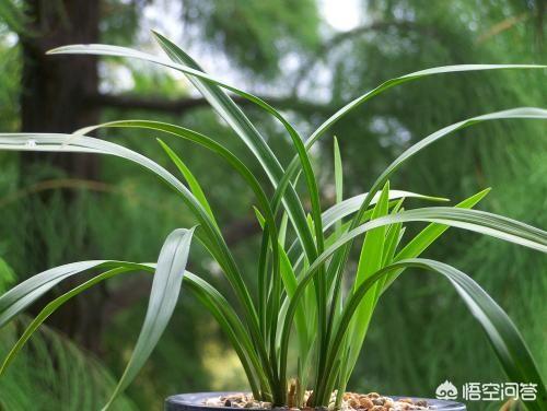 建兰图片:建兰几月开花？怎样才能让它开花更美？