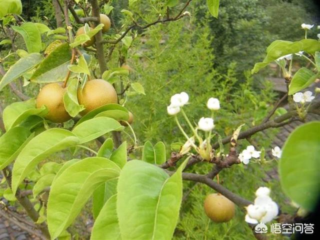 马上创业网，梨树满树花、半树果，坐果率低，有什么好的方法可以避免