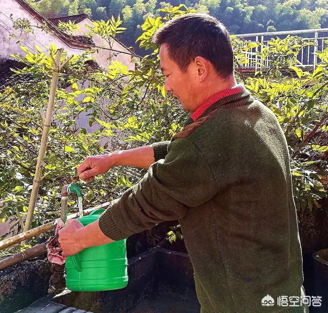 兰花鼠尾草习性:兰花32℃下还能叶面施肥吗？