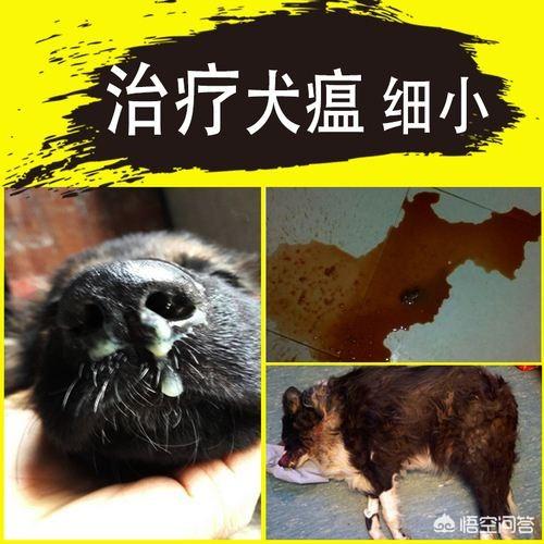 细小病毒的治疗:如果狗狗得了犬细小病，犬瘟之类的烈性传染病，你会怎么办？