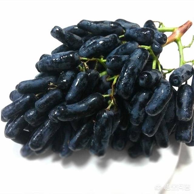 蓝宝石葡萄种植方法:蓝宝石葡萄是葡萄中的上品，如何提高蓝宝石葡萄的产量呢？