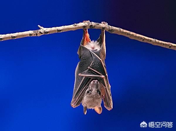 为什么蝙蝠倒挂着睡觉，为什么蝙蝠和树懒倒吊着不会头晕
