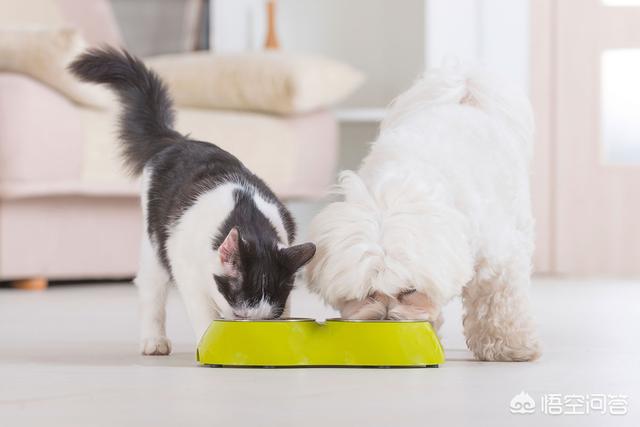 犬舍狗食配方:怎样安全地给狗狗换狗粮？
