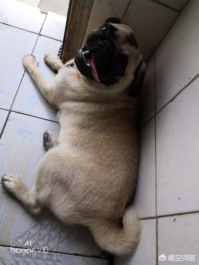 成都巴哥犬吧:你觉得巴哥犬养公的好还是养母的好？为什么呢？