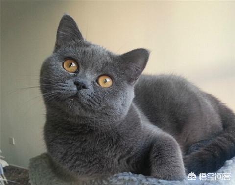 正规猫舍官网短脚猫:为什么我养的猫都活不过两个月？