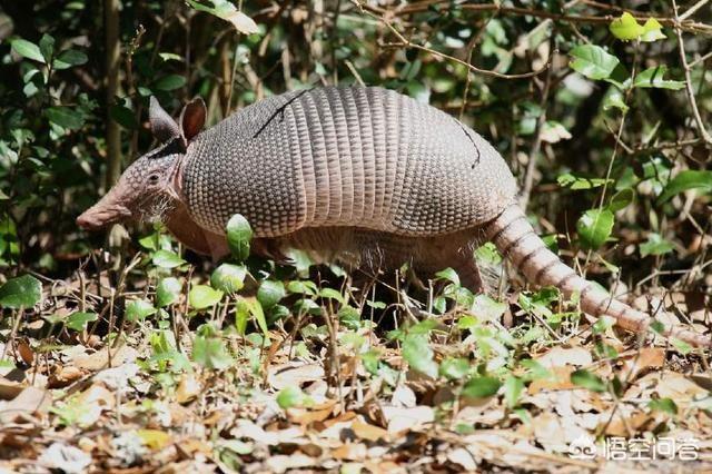 山海经被证实的75种生物，《山海经》里的怪物真的存在过吗