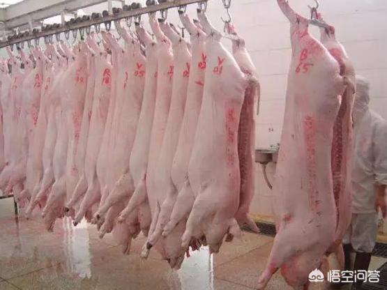 非洲猪瘟症状:人误食了有非洲猪瘟的肉会出现什么病症