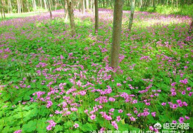 小狗种美丽鲜花最新热门游戏资源:基本农田可以种植花卉吗？