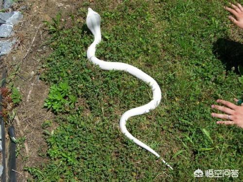 粉红色的赤练蛇图片:我看到蛇浑身发抖，你们也一样吗？是不是人类天生怕蛇？